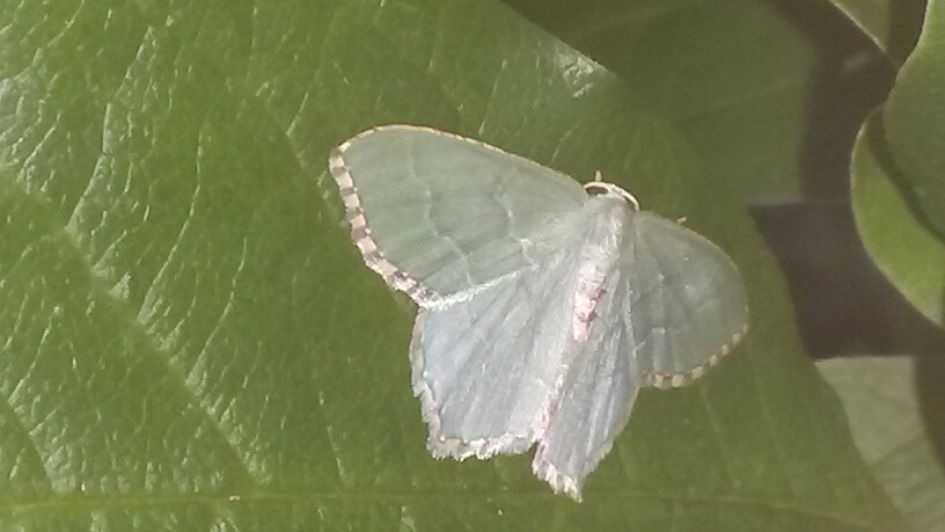 welke vlinder is dit